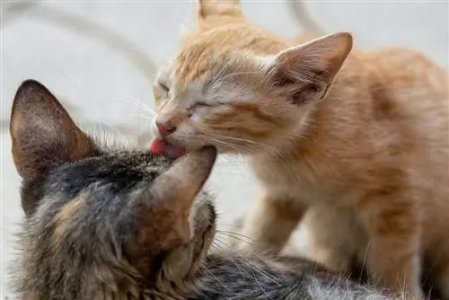 orange katt putsar en annan katt