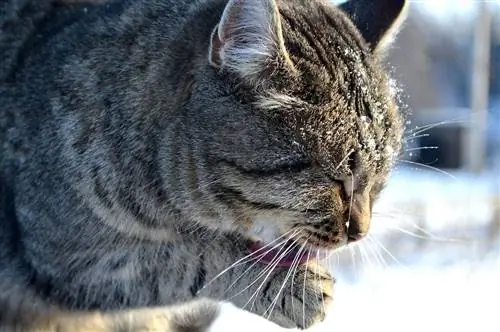 gato lambendo a pata de perto