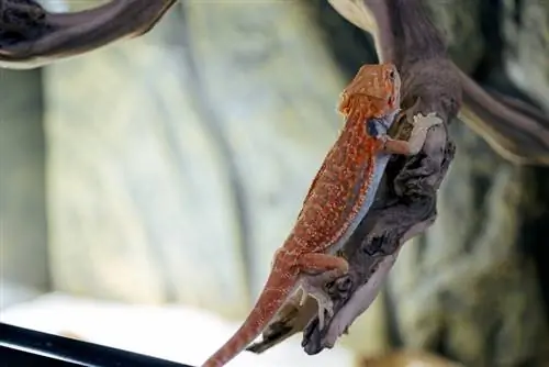 Red Bearded Dragon: Veľkosť, obrázky, Habitat & Sprievodca starostlivosťou