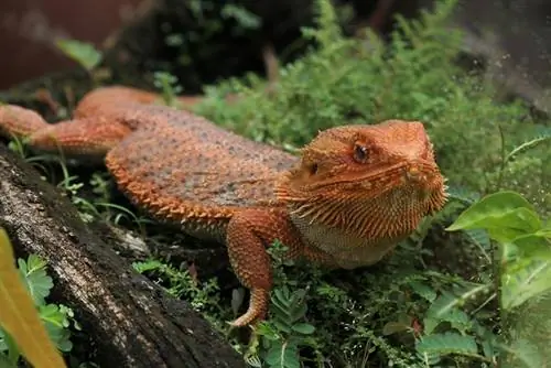 close up naga berjanggut dalam terarium