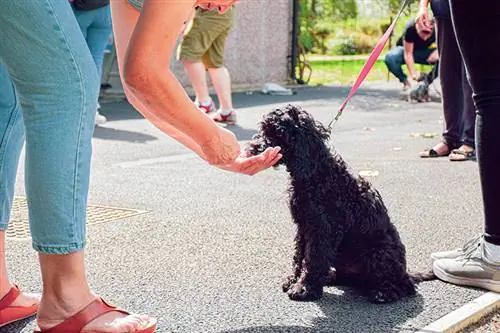 Musta cockapoo pentu tuijottaa herkkua naisen käsissä