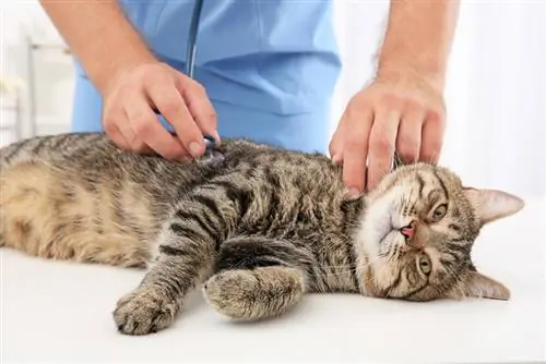 veterinario masculino examinando un gato con estetoscopio en la clínica