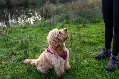 Bir Cockapoo'ya Nasıl Lazımlık Eğitilir: 8 İpucu & Püf Noktası