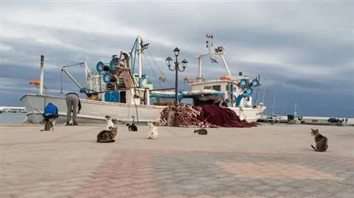 chats près d'un bateau de pêche