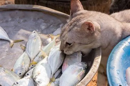 gat robant peix en un mercat