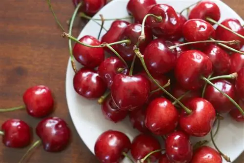 Fruits de cerises fraîches sur assiette