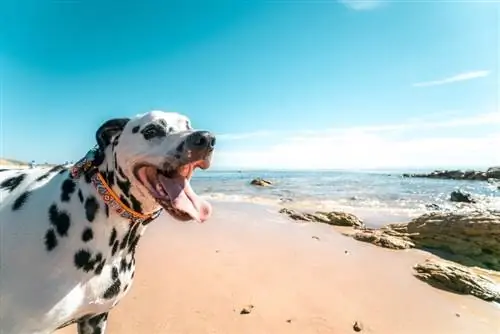 Blaf Dalmatiërs baie? Feite, wenke om blaf te voorkom & Gereelde vrae