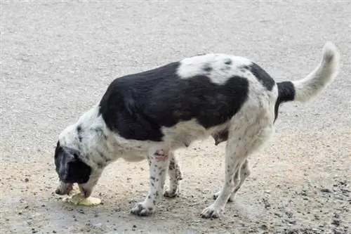 Hvorfor kaster min hund gul galde op? 5 mulige årsager