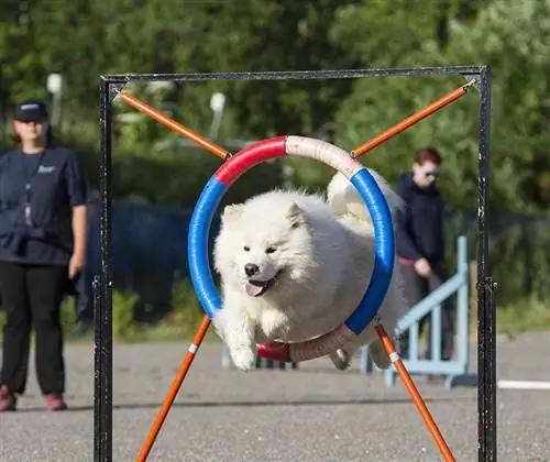 Samojedhund hopper gennem bøjlen