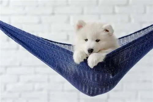 Anak anjing Samoyed tergantung di tempat tidur gantung biru