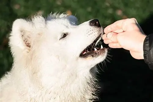 anjing samoyed menerima hadiah