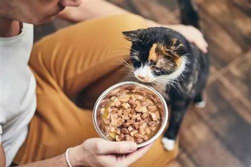 Kako nahraniti svojo mačko: Vodnik za začetnike, ki ga je pregledal veterinar