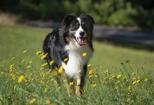 Er australske hyrdehunde dobbeltbelagte? Det interessante svar