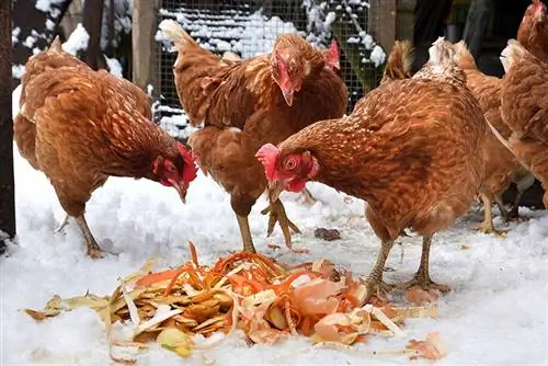 manok na kumakain ng mga scrap sa snow