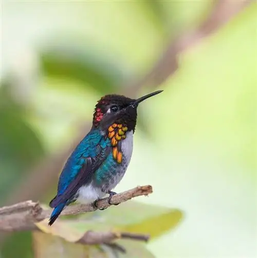 lalaking Bee Hummingbird na dumapo