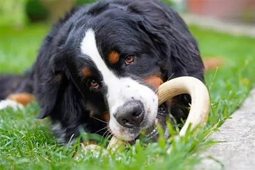 anjing gunung bernese bermain dengan mainan di luar rumah