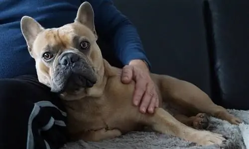 Franse Bulldog knuffelen naast de eigenaar