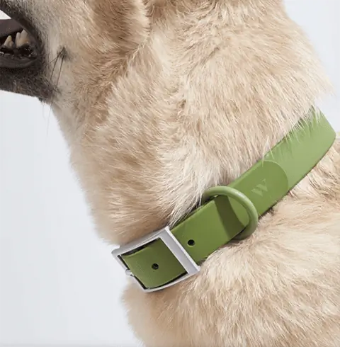 Wild One Dog Collar Walk Kit