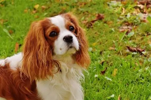 Cavalier King Charles spániel