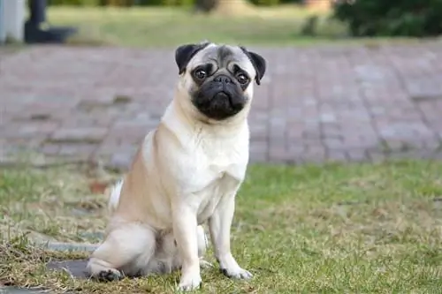 fawn pug hondjie