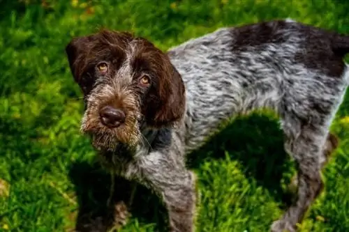 Wirehaired Pointing Griffon sawv ntawm cov nyom