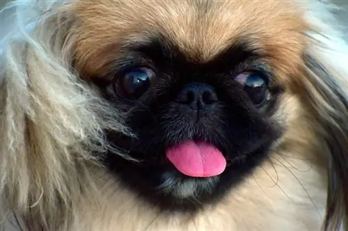 pekiniešu mēle ārā