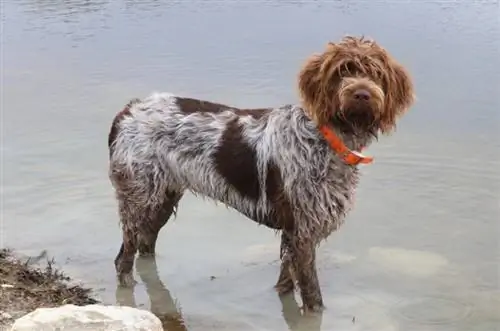 Grifone di puntamento Wirehaired che sta sull'acqua