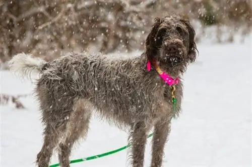 Wirehaired Pointing Griffon fuori nella neve