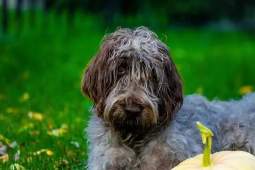 Grifone di puntamento Wirehaired da vicino