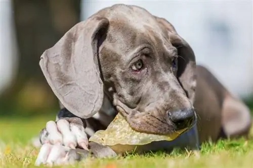 foto de um cachorro dinamarquês_chrstian mueller_shutterstock