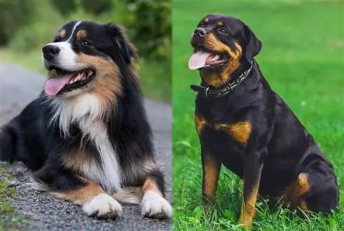 Australian Shepherd Rottweiler Mixed Breed