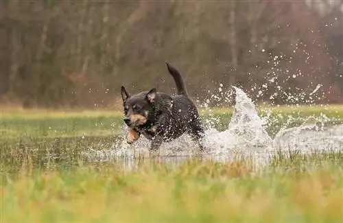 Australian Shepherd Rottweile läuft durch eine Pfütze auf einer Wiese