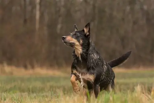 Campuran Rottweiler Gembala Australia: Gambar, Perangai & Sifat