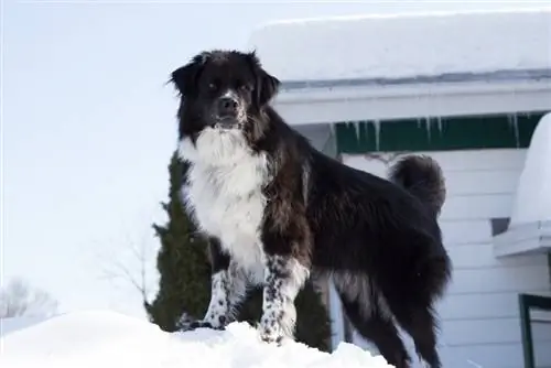 um cão pastor australiano preto e branco em pé na neve