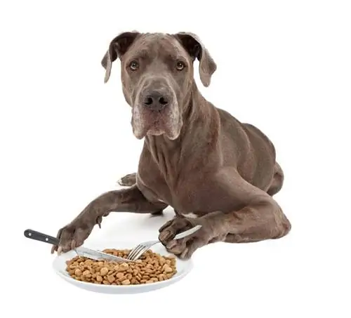 8 mejores alimentos para perros para perros grandes daneses con estómagos sensibles - 2023 Reseñas & Mejores selecciones