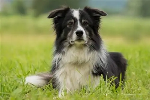 Schwarzer & Weißer Australian Shepherd: Fakten, Herkunft & Geschichte (mit Bildern)