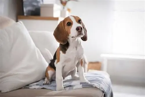 anak anjing beagle duduk di atas sofa