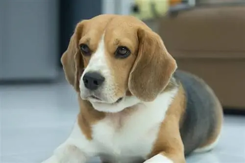 anjing beagle terbaring di atas lantai