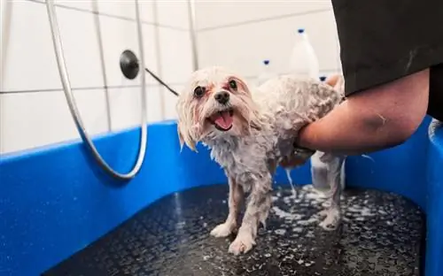 una persona che fa il bagno a un cane M altipoo bianco