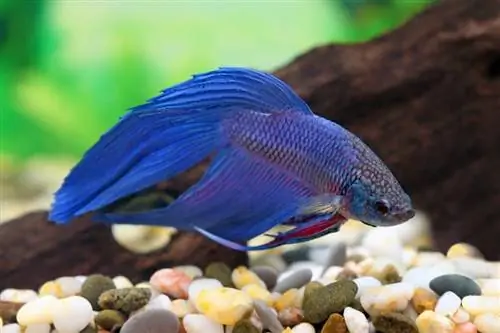 Kan Betta Fish epileptische aanvallen hebben? 3 veelvoorkomende oorzaken