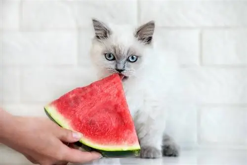 chat qui mange de la pastèque