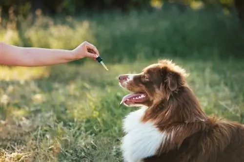 dando óleo de CBD para cachorro