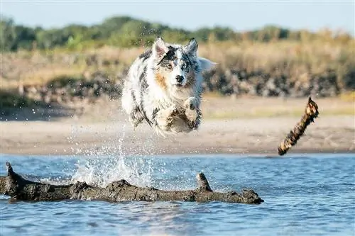 Australian Shepherd hopper i vandet