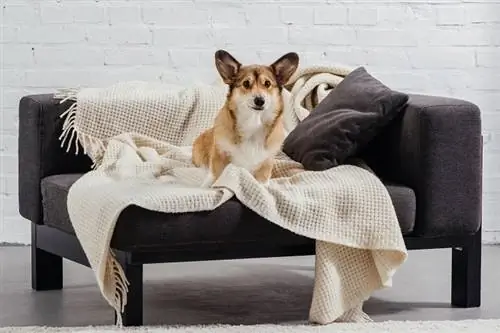 Corgi hauv Couch