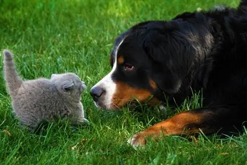 Kom Bernese Berghonde oor die weg met katte? (Feite, & Gereelde Vrae)