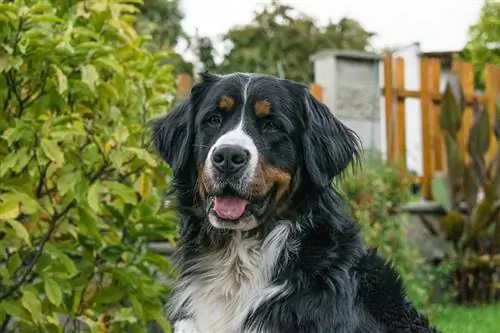 Eine Nahaufnahme eines Berner Sennenhundes