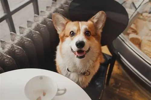 Corgis peut-il être laissé seul ? Tout ce que vous voulez savoir