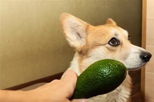 oferindu-i unui corgi un avocado