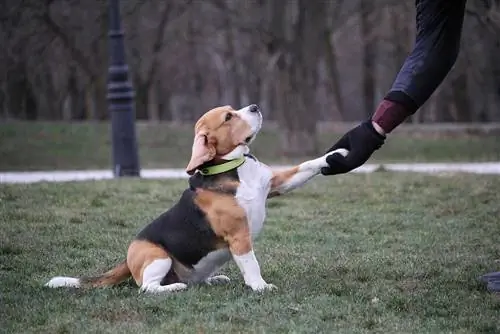 Er det vanskelig å trene beagler? Hvordan trene en beagle