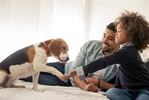 famille avec beagle